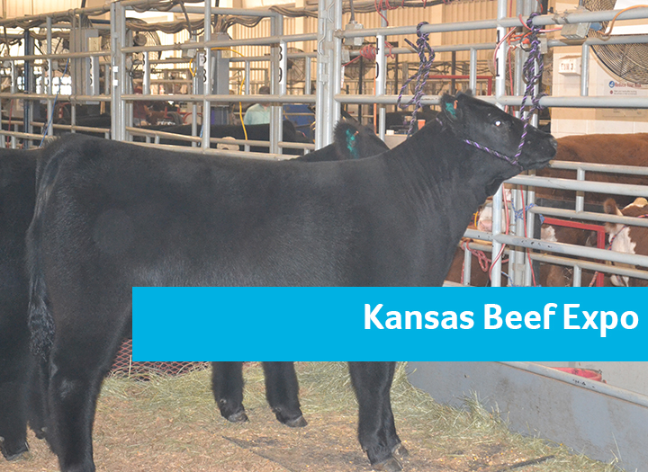 Event Promo Photo For Kansas Beef Expo