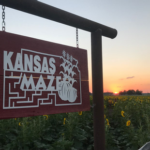 Event Promo Photo For 5th Annual Sunflower Festival at Kansas Maze