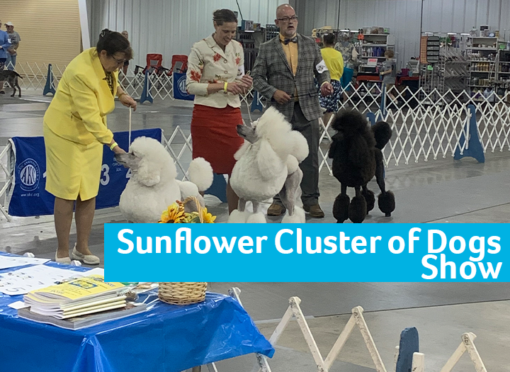 Event Promo Photo For Sunflower Cluster of Dogs Show