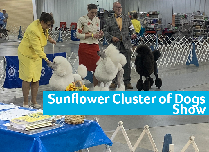 Event Promo Photo For 2022 Sunflower Cluster Dogs Show