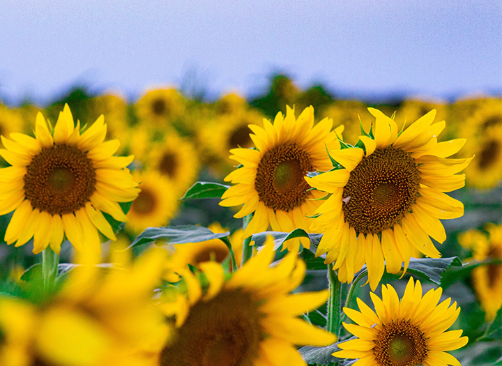 Event Promo Photo For 4th Annual Sunflower Festival Trail Run