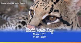 Event Promo Photo For World Ocelot Day