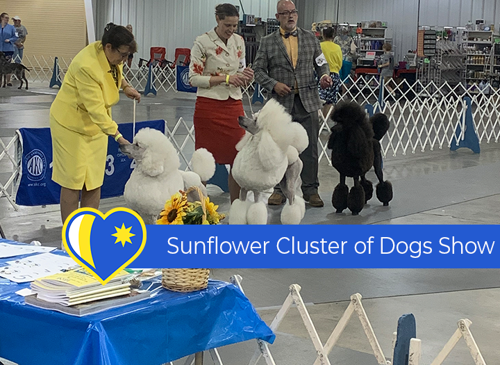 2024 Sunflower Cluster Dog Show Photo - Click Here to See