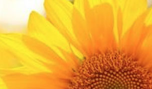 Sunflower Supper Club's Logo