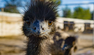 Hedrick Exotic Animal Farm's Logo