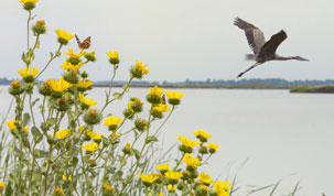 Quivira National Wildlife Refuge's Logo